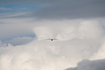 Clouds and seagull