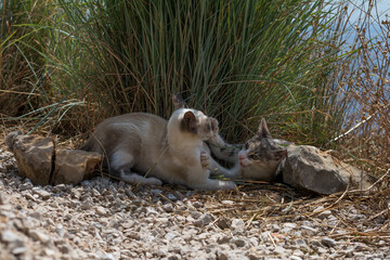Fototapeta premium 2 cats fighting with sea view