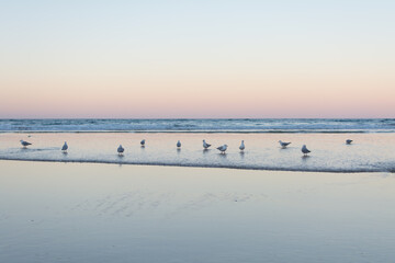 Group of seagulls at beautiful sunset horizon