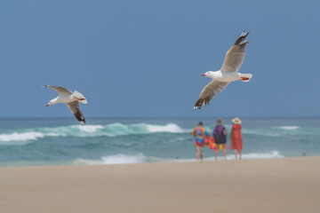 seagulls flying on beach