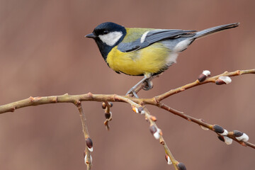 great tit on a branch with catkins