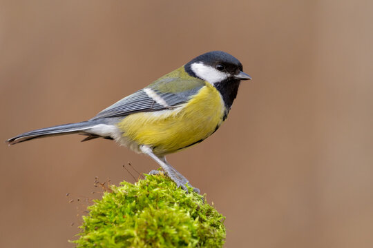 great tit parus major on moss