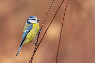 blue tit on a dry stem