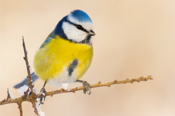 blue tit on snowy branch