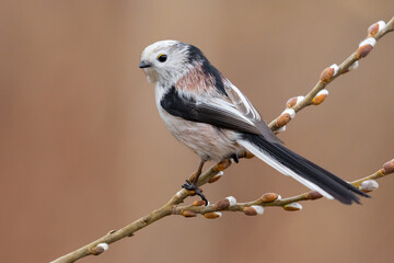 Long-tailed tit on willow catkins