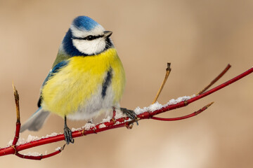blue tit on a snowy branch