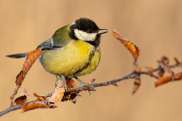 great tit parus major on a branch