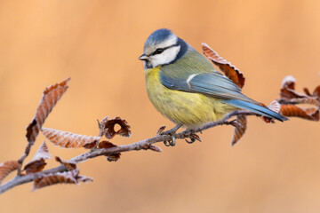 blue tit on branch with dry leaves