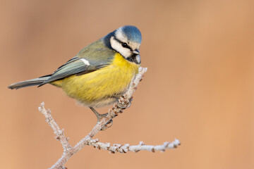 blue tit on frosty branch