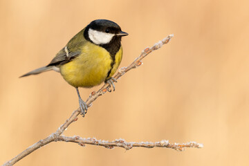 great tit on a branch