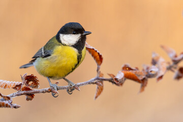 great tit parus major