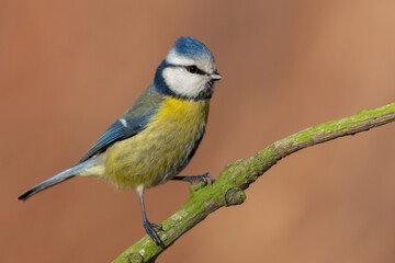 blue tit on a mossy branch