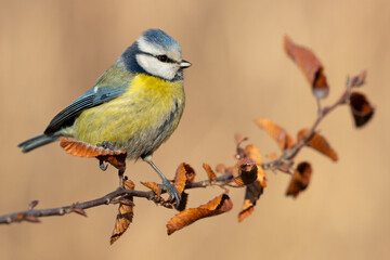 blue tit on branch