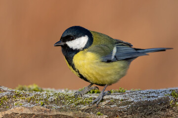 great tit parus major on frosty moss