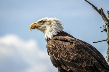 Obraz premium american bald eagle