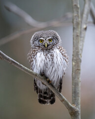 Pygmy owl on tree early in spring
