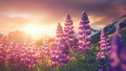 Obraz premium Beautiful colorful wild flowers in Spring.