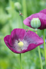 Close up of an opium poppy (papaver somniferum) flower in bloom