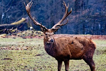 Rothirsch auf einer Wiese