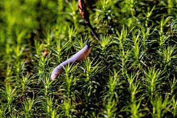 Weiße Nacktschnecke im Moos