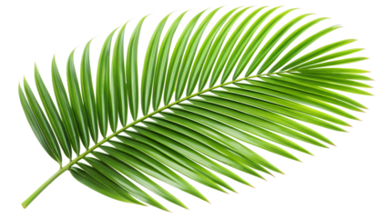 palm leaf isolated on white background