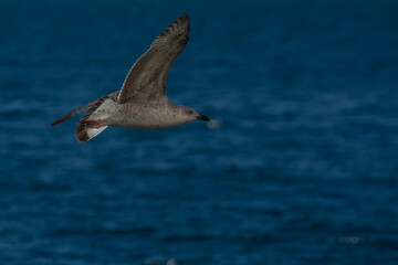 seagull flying over blue sea
