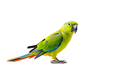 Photo Green Parrot Colorful Feathers Beak Wings Tail Bird Tropical Wildlife Nature Animal