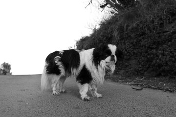 black and white dog on road