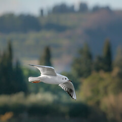 seagull flying in natural reserve Strunjan