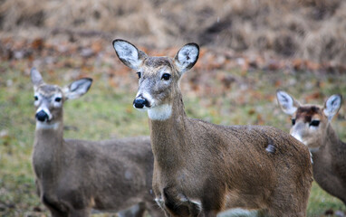Hungry and curious deer coming up for a snack.
