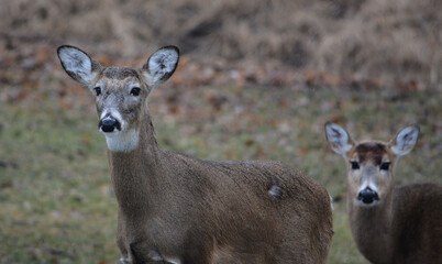 Hungry and curious deer coming up for a snack.