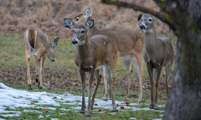 Hungry and curious deer coming up for a snack.