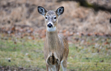 Hungry and curious deer coming up for a snack.