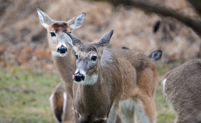 Hungry and curious deer coming up for a snack.