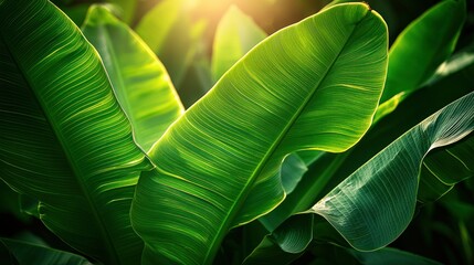 Obraz premium Sunlit Tropical Leaves, Lush Green Foliage, Background Blur, Nature Texture