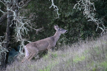 deer grazing in the tall green spring grass on a mountain top meadow