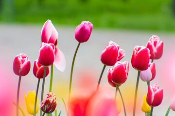 Vibrant Pink and Red Tulips in Bloom