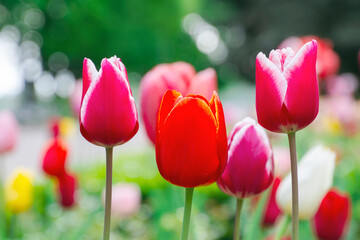 Bright Red and Pink Tulips in Spring Garden