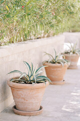 Small agave bushes in clay pots stand along a stone fence in a green garden
