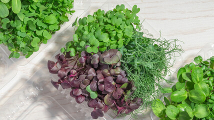 A macro shot of a colorful mix of microgreens, including green and purple varieties, with soft lighting highlighting their natural texture and details.