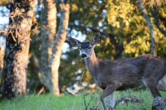 deer grazing in the tall green spring grass on a mountain top meadow