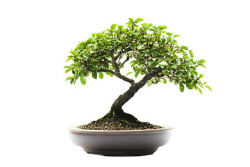 Bonsai Tree in Brown Pot