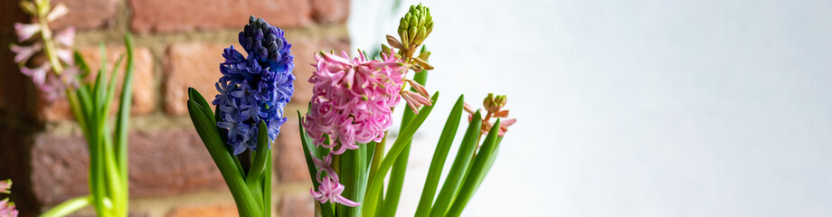 Obraz premium Banner. Spring floral home decor, cozy atmosphere. Bright fresh purple and pink bulbous hyacinth flowers on wooden windowsill. Springtime gardening concept. Sustainable lifestyle, earth day