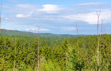 coniferous forest in summer on a sunny day