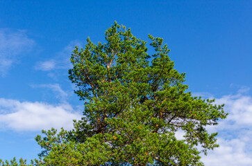 pine tree against blue sky