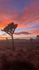 Sunset at Joshua Tree National Park, California