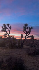 Sunset at Joshua Tree National Park, California