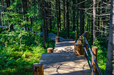 wooden path in a pine forest in summer on a sunny day
