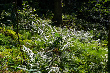 coniferous forest in summer on a sunny day