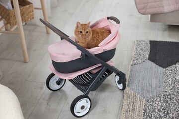 Cute ginger cat in doll stroller indoors